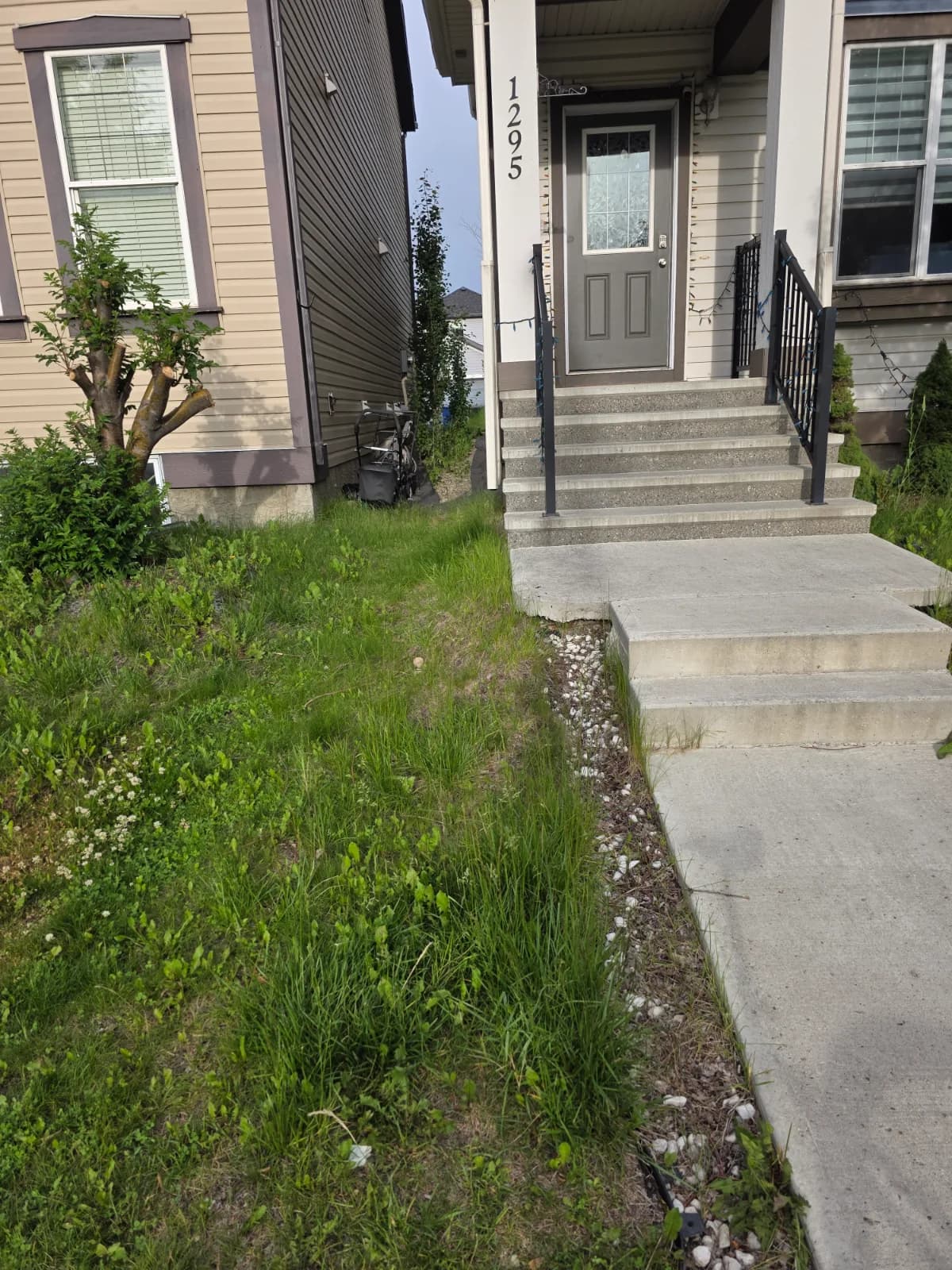 Front yard and walkway on an Edmonton property